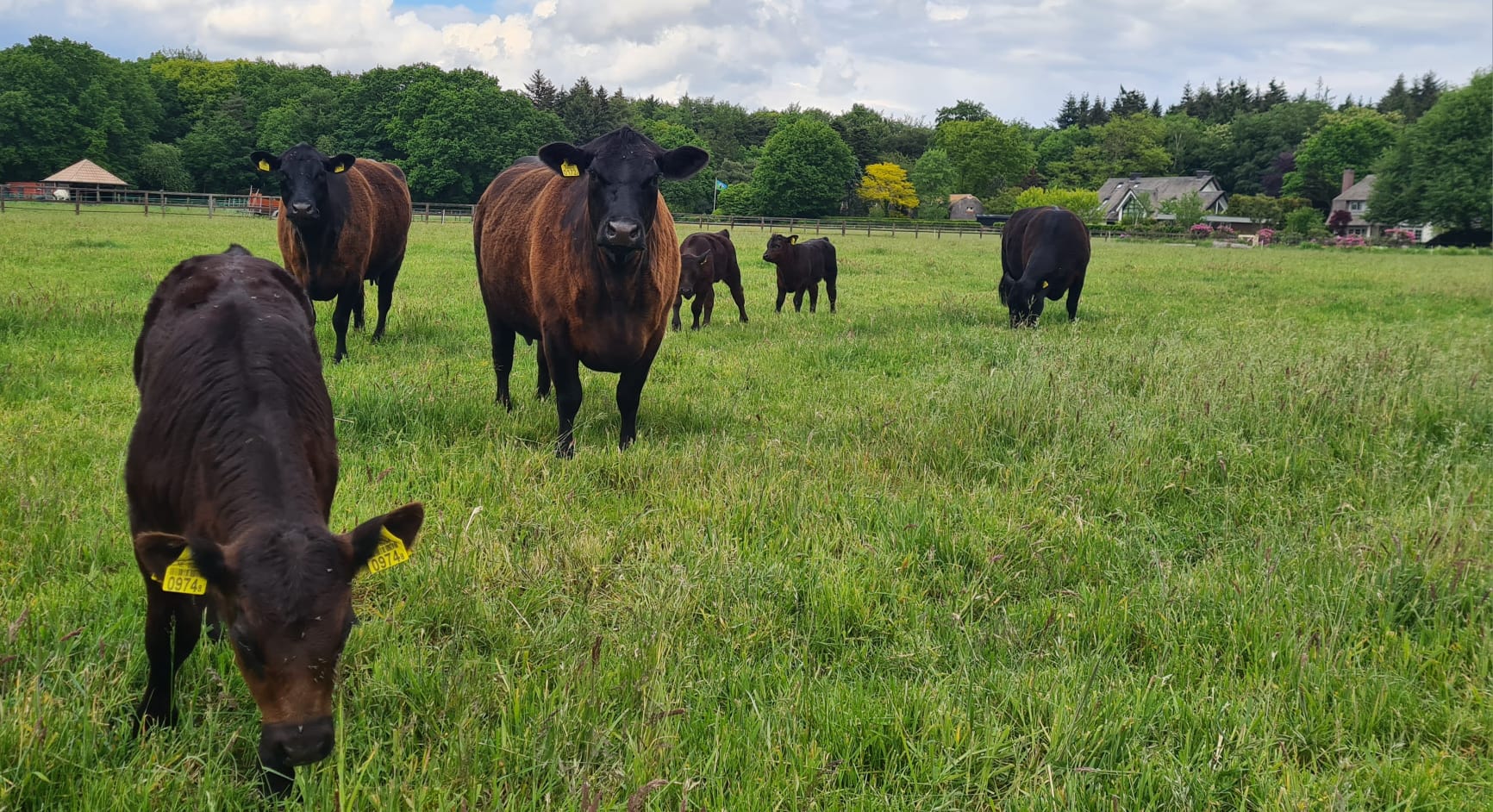 Schapen in de felle zon